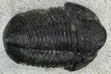 Detailed Gerastos Trilobite Fossil - Morocco #117792-2